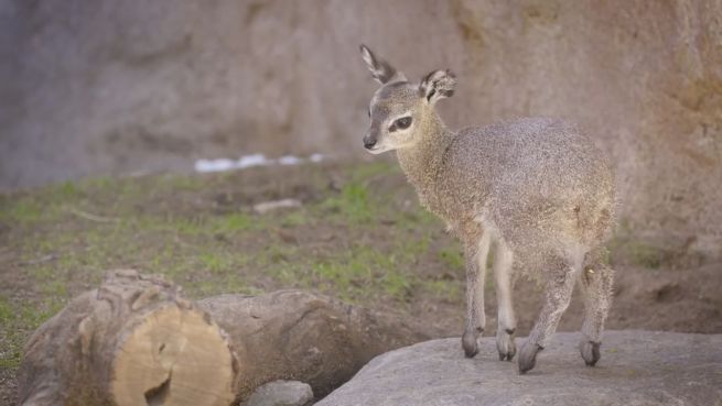 go to Süß: So elegant stolziert der Klippspringer-Nachwuchs