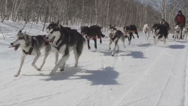 go to Kraftpakete: Imposante Fähigkeiten der Schlittenhunde