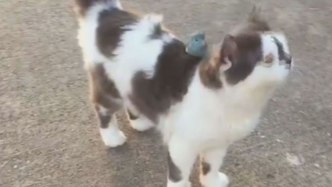 go to Schräges Duo: Diese Katze hat einen Vogel