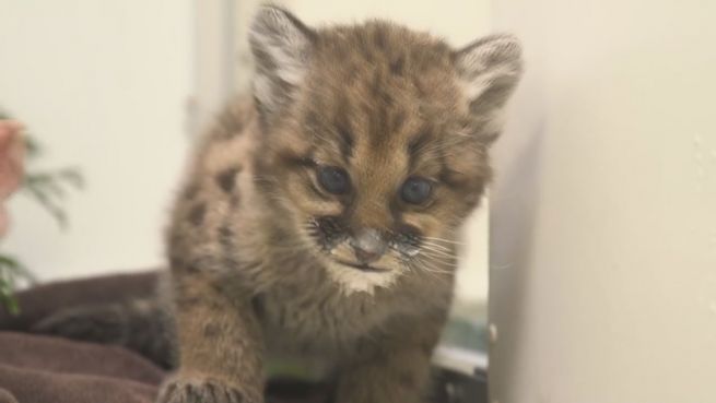 go to Wild und verspielt: Puma-Waise vor Erdrutsch gerettet