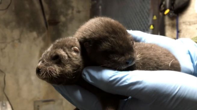 go to Total niedlich: Otterbabys in Zoo geboren