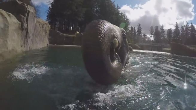 go to Wasser-Spaß: Zoo-Elefant geht baden