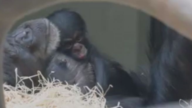 go to Süßer gehts nicht: Zoo Basel stolz auf Schimpansenbaby