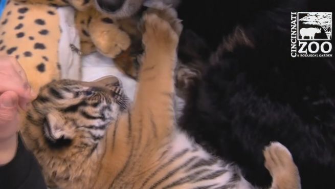 go to Knuddel-Kindermädchen: Ein Hund zieht Tigerbabys auf