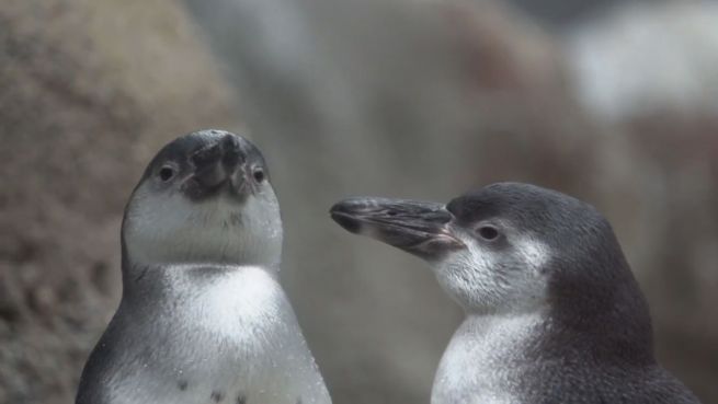 go to Badespaß: Pinguin-Küken zeigen ihre Schwimmkünste