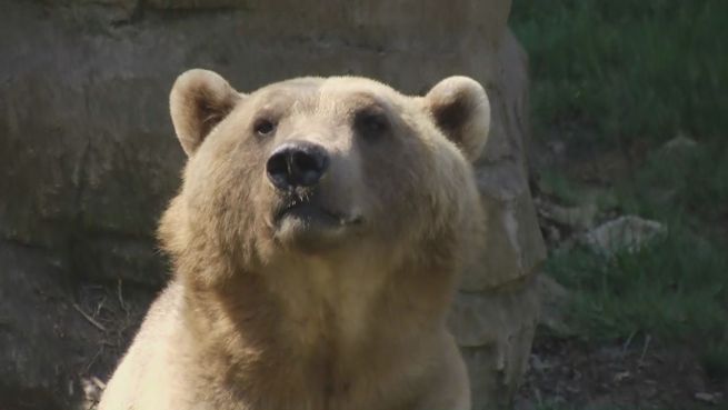 go to Osnabrück: Zoo trauert um Hybridbärin Tips