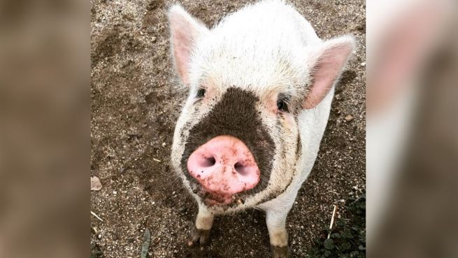 go to Tierisch anders: Schwein denkt, es sei ein Hund