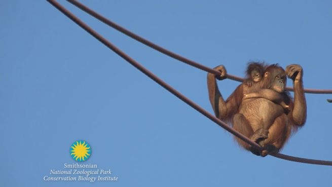 go to Wie am Schnürchen: Orang-Utans hangeln am Seil