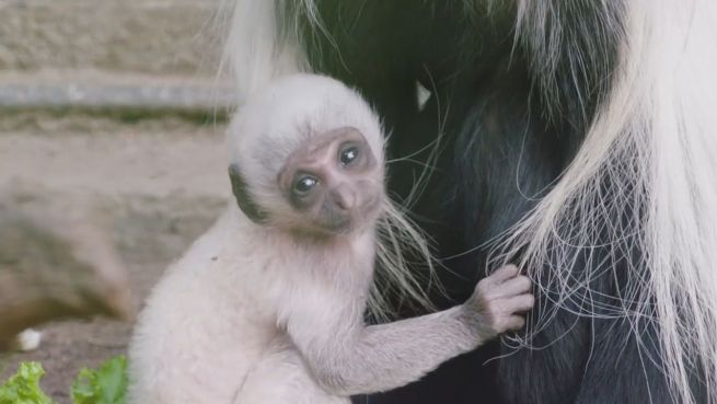 go to Familienbande: Affenbaby im Zoo San Diego