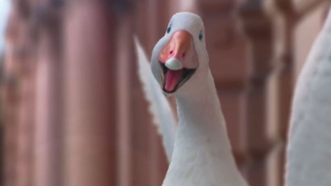 go to Sprechende Gans: Airline wirbt für Südamerika-Flüge