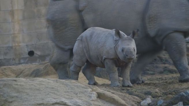 go to Schnuckelig: Nashornbaby erkundet die Welt