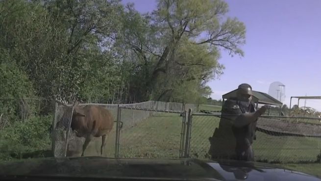 go to Bullenjagd in Texas: Polizist auf der Flucht